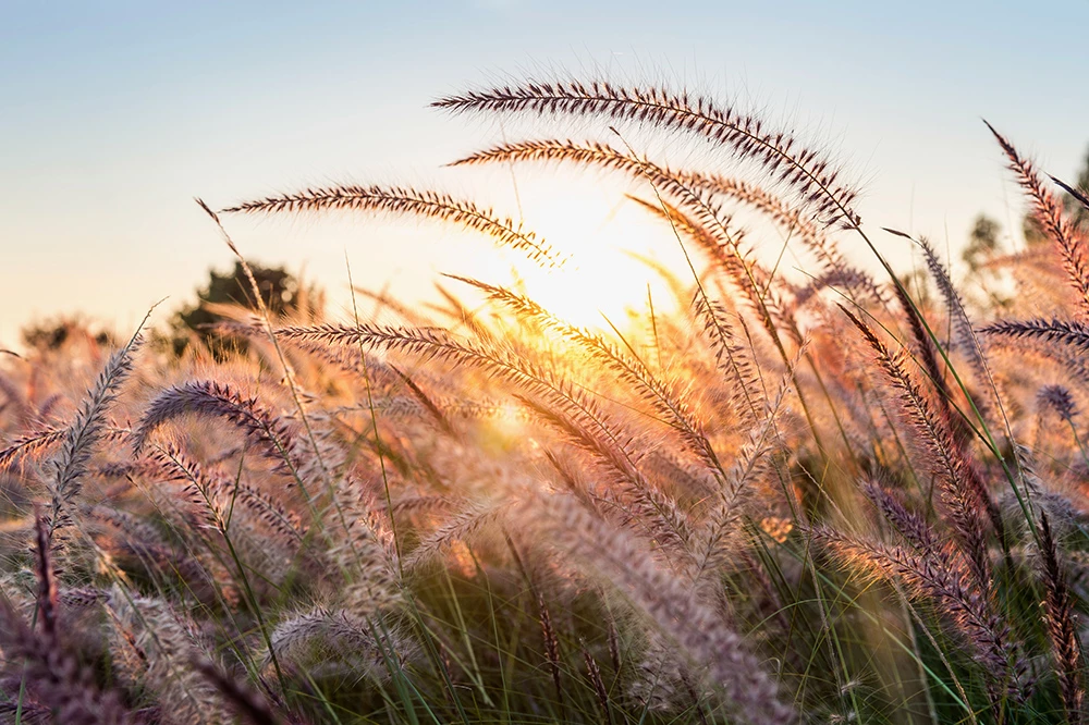 grass-flower-sunset